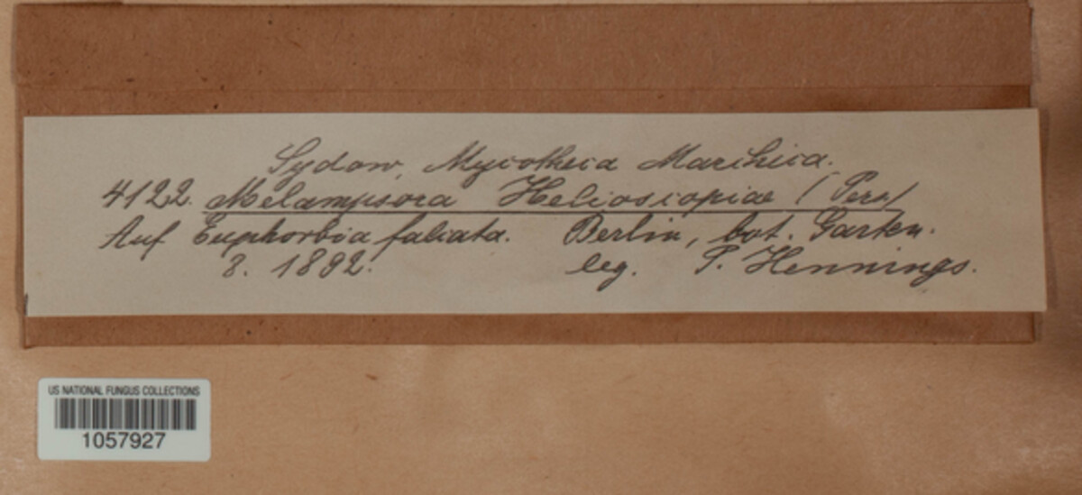 Melampsora euphorbiae image